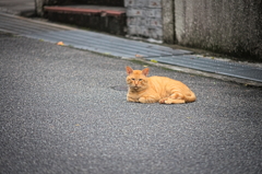 吾輩は猫である、ニャー # 890