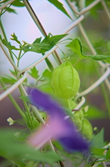 フウセンカズラ