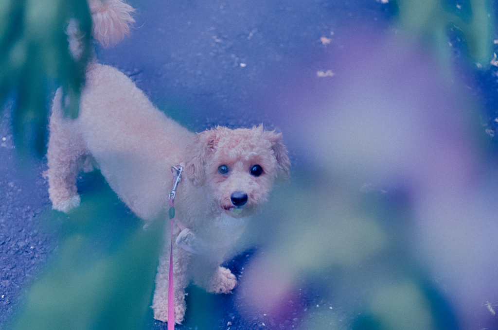 my pretty dog Ⅱ # 360
