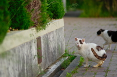 吾輩は猫である、ニャー # 699