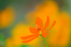 キバナコスモス