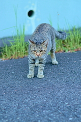 吾輩は猫である、ニャー # 854