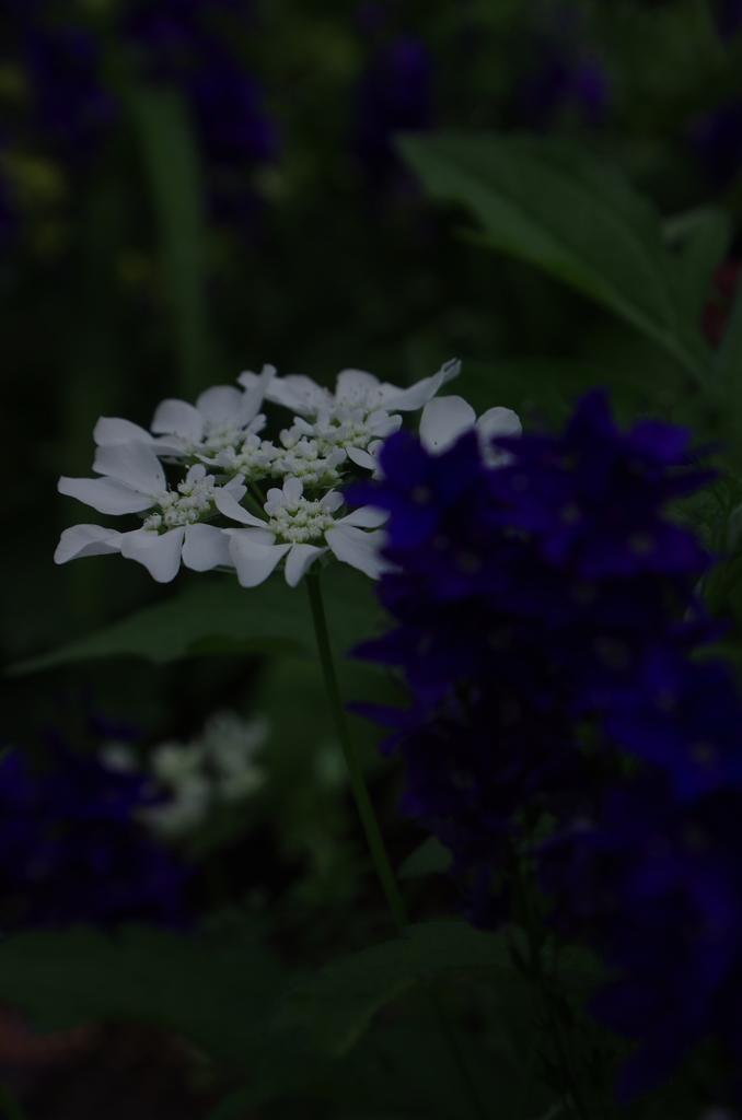 ハーブガーデンにて