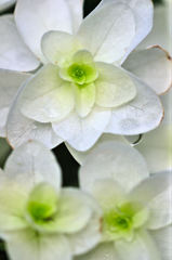 カシワバアジサイ