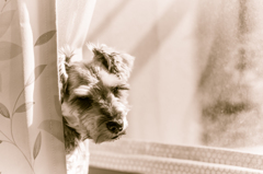 my pretty dog # 60