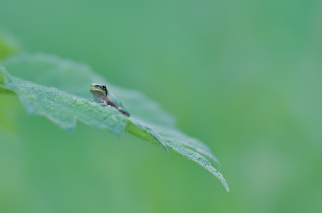 カエル