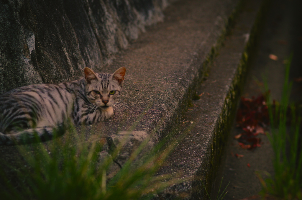 吾輩は猫である、ニャー # 1201