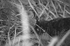 吾輩は猫である、ニャー # 98