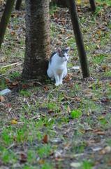 吾輩は猫である、ニャー # 440