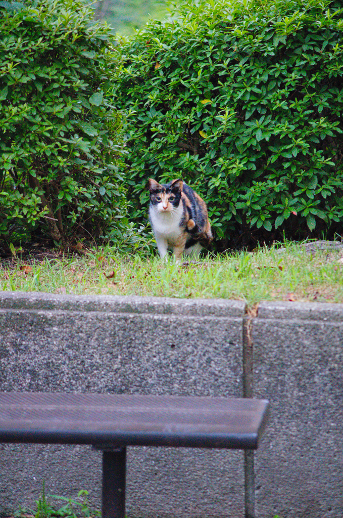 吾輩は猫である、ニャー # 621