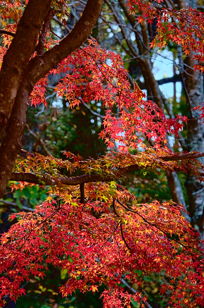 紅葉三昧 '2019