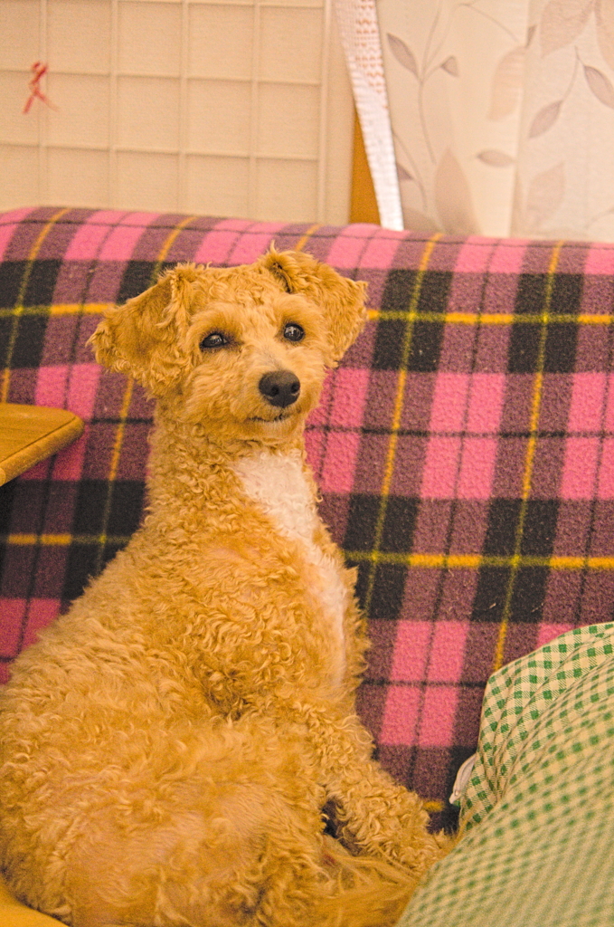 my pretty dog Ⅱ # 183