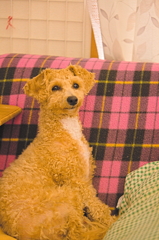 my pretty dog Ⅱ # 183