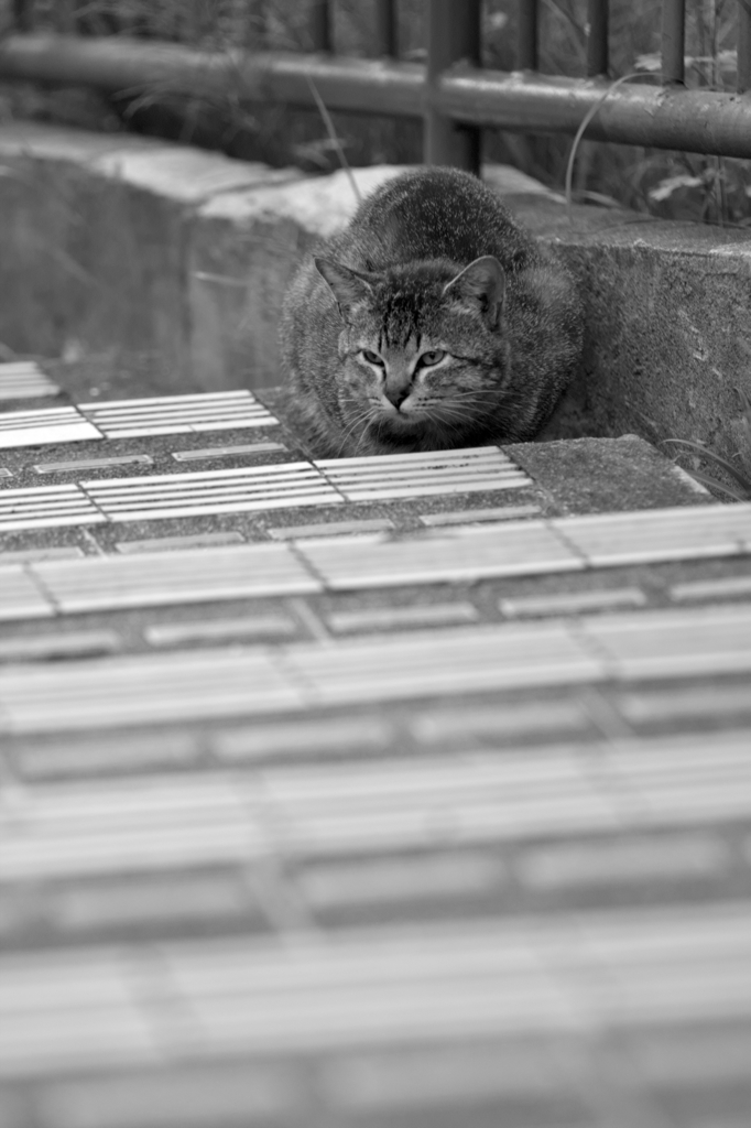 吾輩は猫である、ニャー # 104
