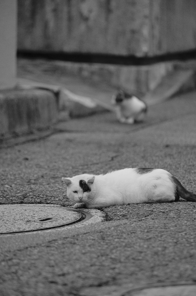 吾輩は猫である、ニャー # 613
