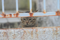 吾輩は猫である、ニャー # 406