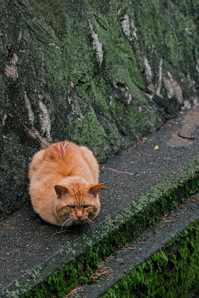 吾輩は猫である、ニャー # 974