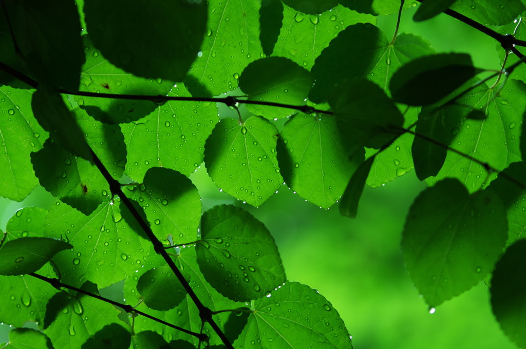 梅雨の頃
