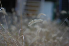 ふわり