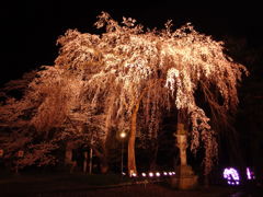 しだれ桜