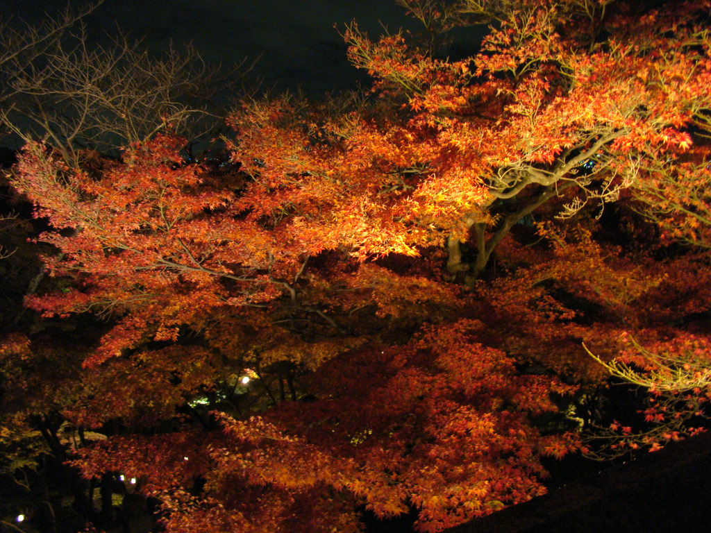 紅葉