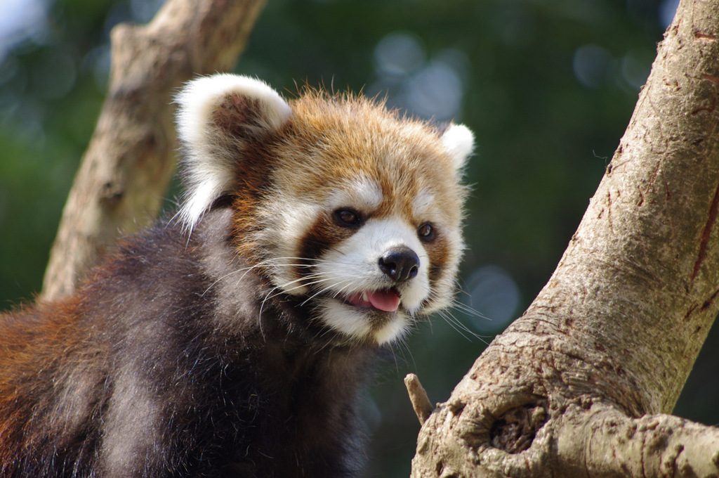 千葉動物公園