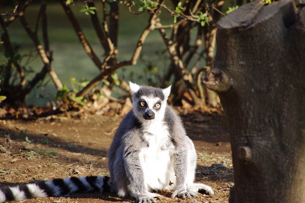 千葉動物公園