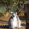 千葉動物公園