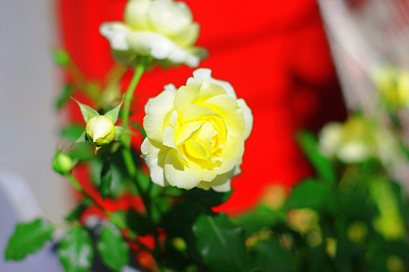 黄色い薔薇の花言葉は
