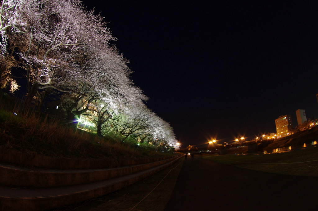 足羽川桜並木ライトアップ
