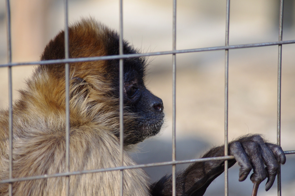 千葉動物公園