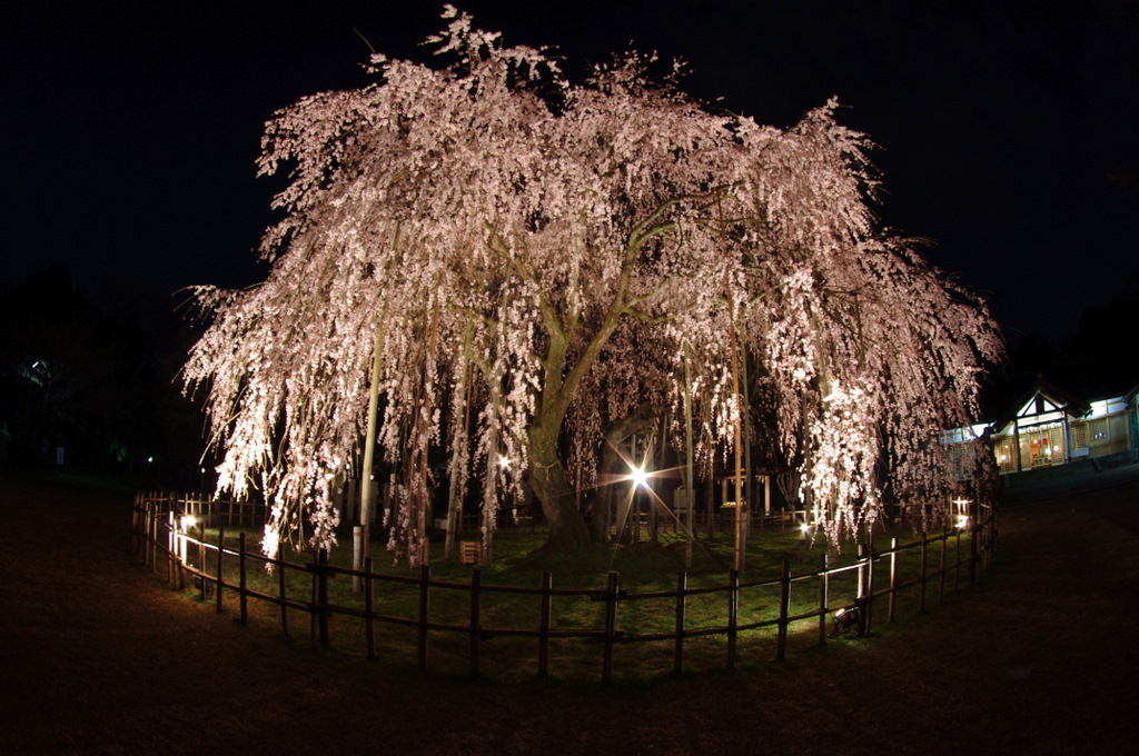 しだれ桜