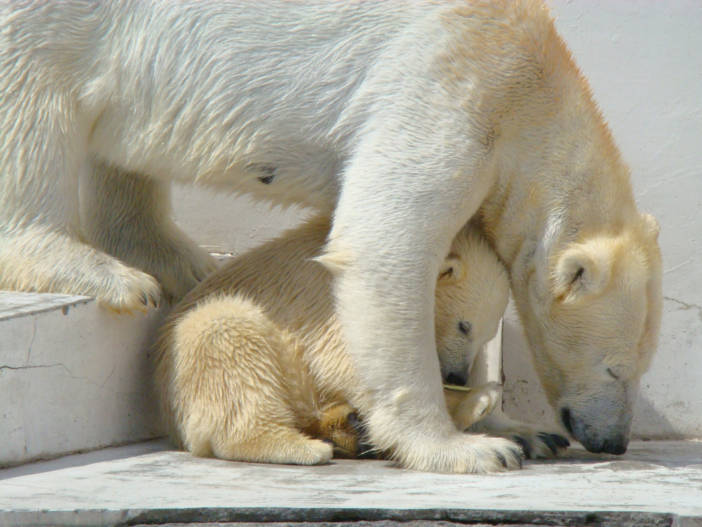 シロクマ親子