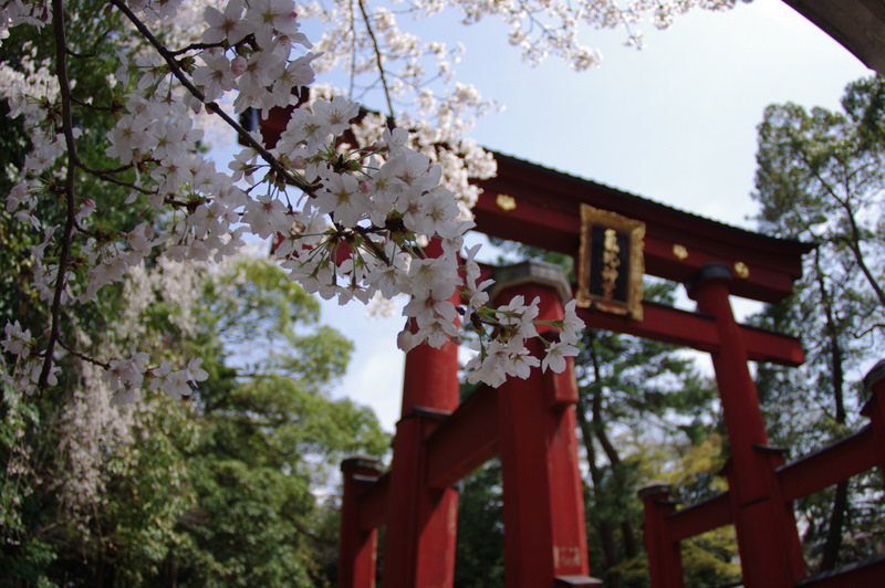 サクラサク＠気比神社