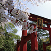 サクラサク＠気比神社