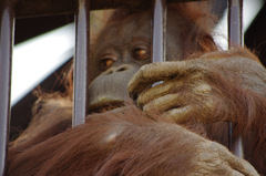 千葉動物公園