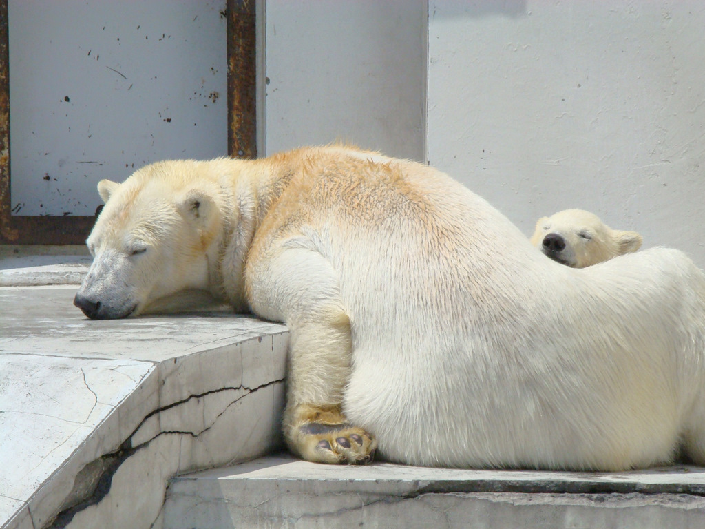 シロクマ親子