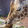 千葉動物公園