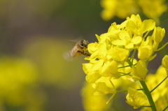 ミツバチと菜の花