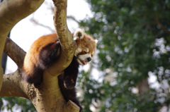 千葉動物公園