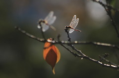 秋