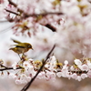桜と目白