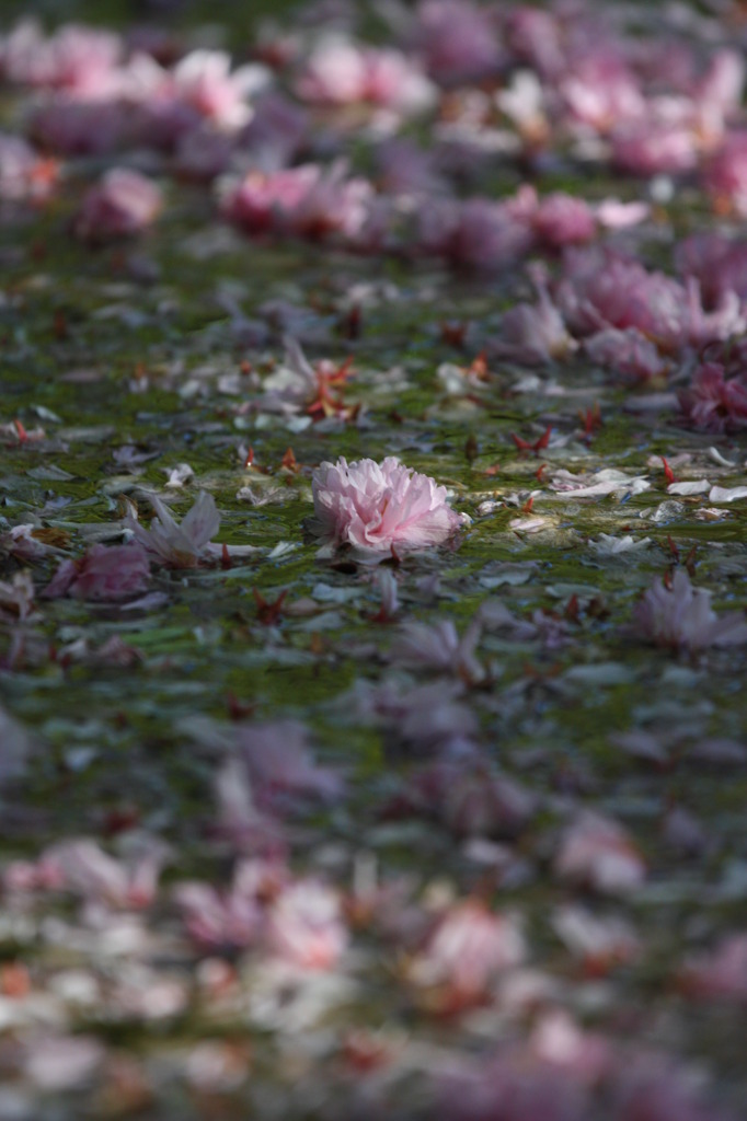 水上花