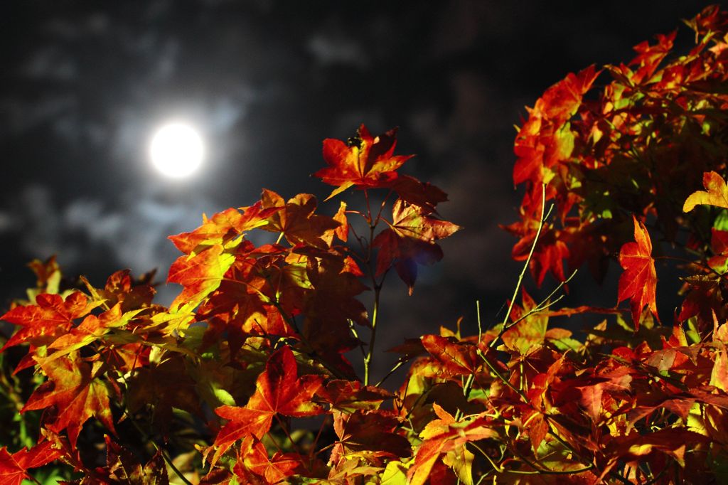 月に紅葉　参