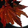 月に紅葉　弐