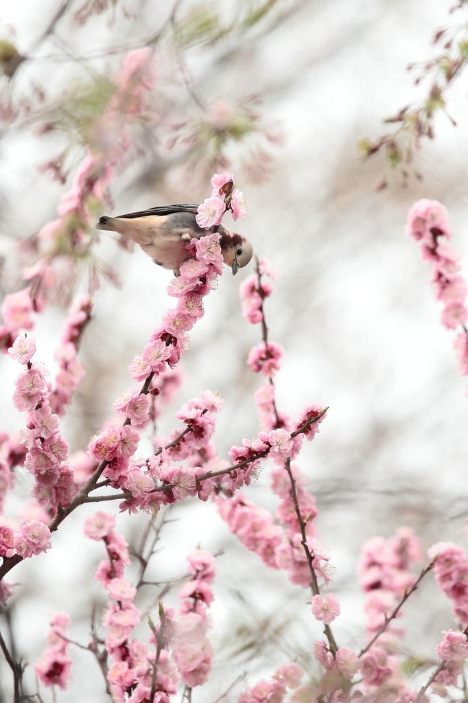 桜と・・・・なんだろ？