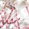 桜と・・・・なんだろ？