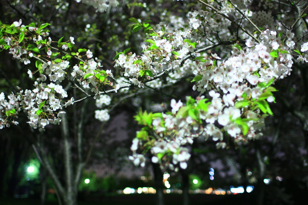 夜桜Ⅱ