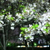 夜桜Ⅱ