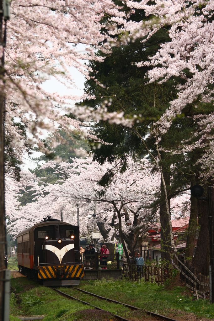 桜の中の駅